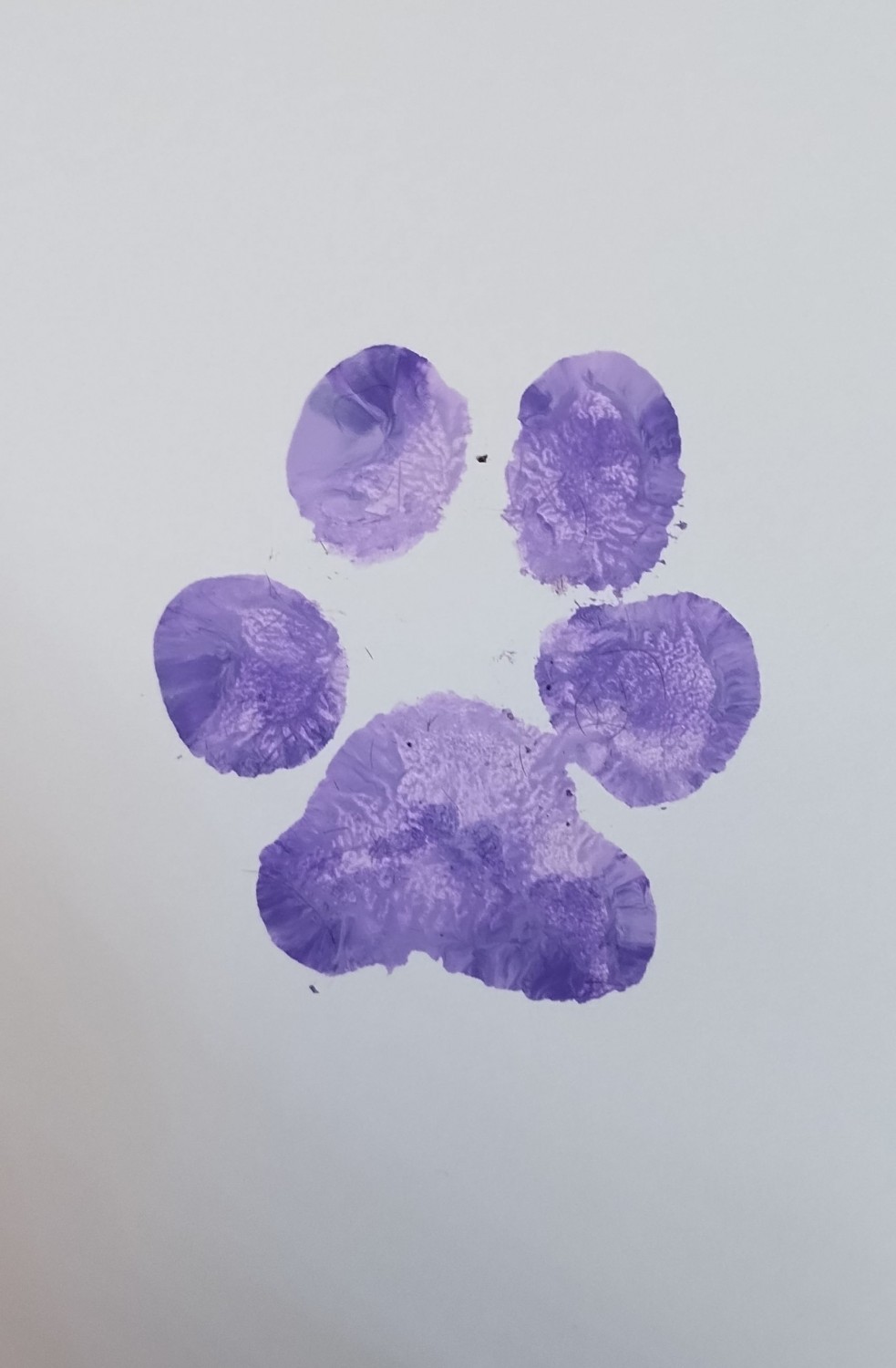 paw